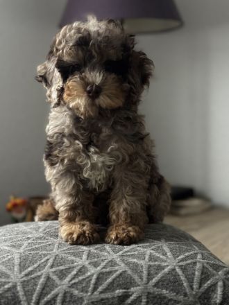 Extrem seltenes Toypudel-Mädchen – Chocolate Merle Phantom – nur für besondere Familien