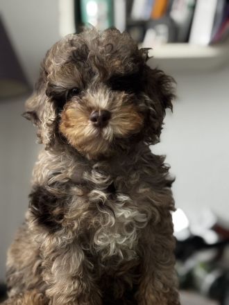 Extrem seltenes Toypudel-Mädchen – Chocolate Merle Phantom – nur für besondere Familien