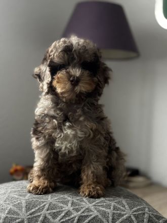 Extrem seltenes Toypudel-Mädchen – Chocolate Merle Phantom – nur für besondere Familien