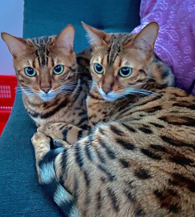 Wunderschönes Bengalkatzenpaar