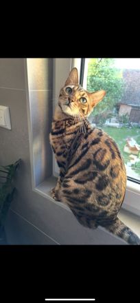 Wunderschönes Bengalkatzenpaar