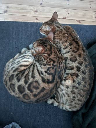 Wunderschönes Bengalkatzenpaar