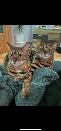 Wunderschönes Bengalkatzenpaar