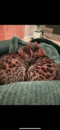 Wunderschönes Bengalkatzenpaar