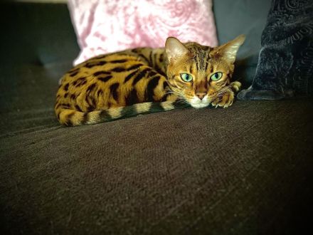 Wunderschönes Bengalkatzenpaar