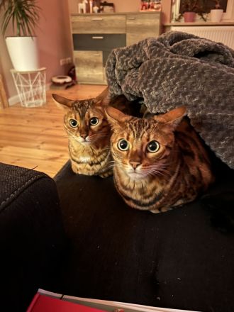 Wunderschönes Bengalkatzenpaar