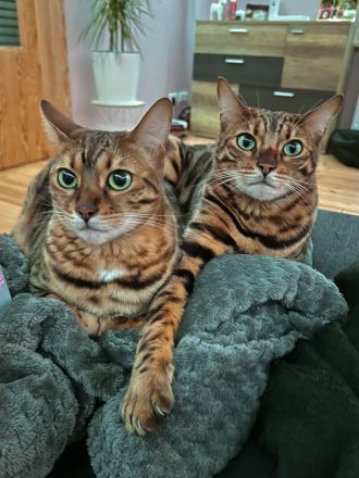 Wunderschönes Bengalkatzenpaar