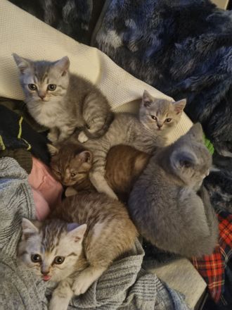 Britisch Kurzhaar Bkh kitten