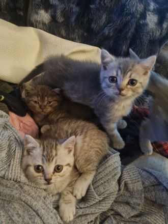 Britisch Kurzhaar Bkh kitten