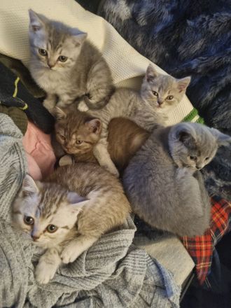 Britisch Kurzhaar Bkh kitten