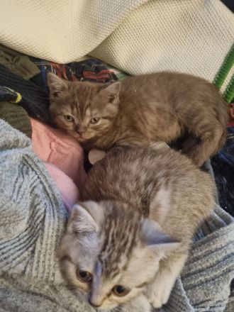 Britisch Kurzhaar Bkh kitten