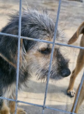 Alana, klein, freundlich, sucht eine mette Familie