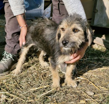 Alana, klein, freundlich, sucht eine mette Familie