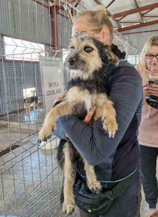 Alana, klein, freundlich, sucht eine mette Familie