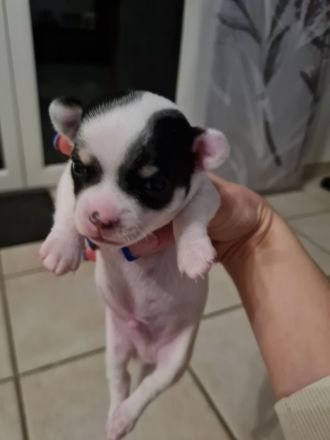 Süsse Chihuahua Welpen suchen ihr für immer Zuhause