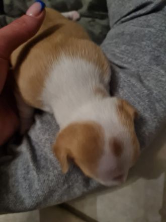 Süsse Chihuahua Welpen suchen ihr für immer Zuhause