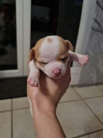 Süsse Chihuahua Welpen suchen ihr für immer Zuhause