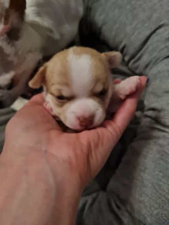 Süsse Chihuahua Welpen suchen ihr für immer Zuhause