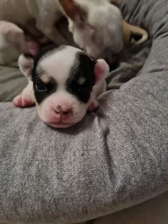 Süsse Chihuahua Welpen suchen ihr für immer Zuhause