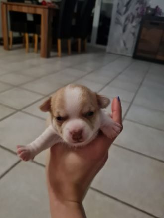 Süsse Chihuahua Welpen suchen ihr für immer Zuhause