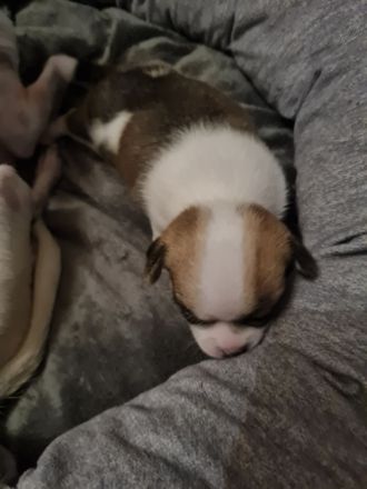 Süsse Chihuahua Welpen suchen ihr für immer Zuhause