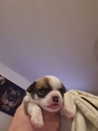 Süsse Chihuahua Welpen suchen ihr für immer Zuhause