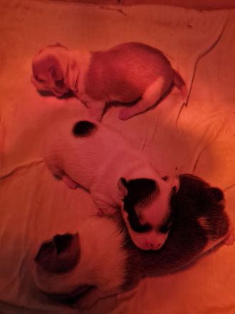 Süsse Chihuahua Welpen suchen ihr für immer Zuhause