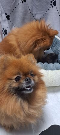 Zwergspitz pomeranian Welpen mini