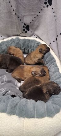 Zwergspitz pomeranian Welpen mini