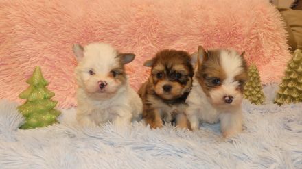 Yorkshire Terrier Welpen