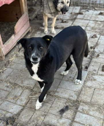 Achim, verschmuster, fröhlicher Rüde, dessen Gesellschaft ein absoluter Gewinn ist, 4J, 48 cm