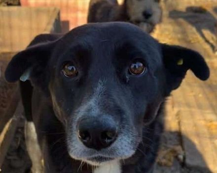 Achim, verschmuster, fröhlicher Rüde, dessen Gesellschaft ein absoluter Gewinn ist, 4J, 48 cm