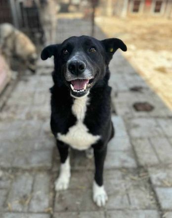 Achim, verschmuster, fröhlicher Rüde, dessen Gesellschaft ein absoluter Gewinn ist, 4J, 48 cm