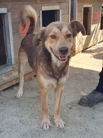 Cody, freundliches, sportliches, aktives  Energiebündel, das Spaß am Leben hat, 3 J, 45 cm