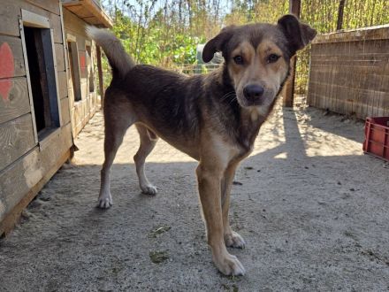 Cody, freundliches, sportliches, aktives  Energiebündel, das Spaß am Leben hat, 3 J, 45 cm