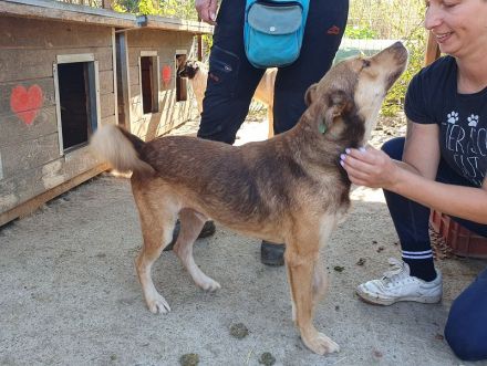 Cody, freundliches, sportliches, aktives  Energiebündel, das Spaß am Leben hat, 3 J, 45 cm