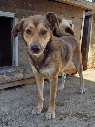 Cody, freundliches, sportliches, aktives  Energiebündel, das Spaß am Leben hat, 3 J, 45 cm