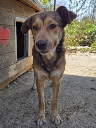 Cody, freundliches, sportliches, aktives  Energiebündel, das Spaß am Leben hat, 3 J, 45 cm