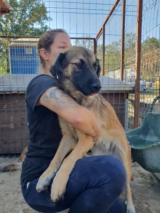 Kiki, junge, freundliche, feinfühlige Hündin sucht ruhiges, liebevolles Zuhause, 1,5 J, 50 cm