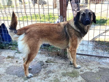 Kiki, junge, freundliche, feinfühlige Hündin sucht ruhiges, liebevolles Zuhause, 1,5 J, 50 cm