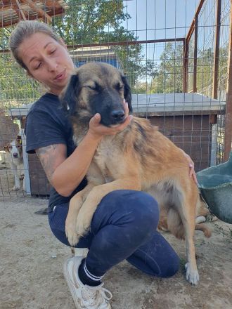 Kiki, junge, freundliche, feinfühlige Hündin sucht ruhiges, liebevolles Zuhause, 1,5 J, 50 cm