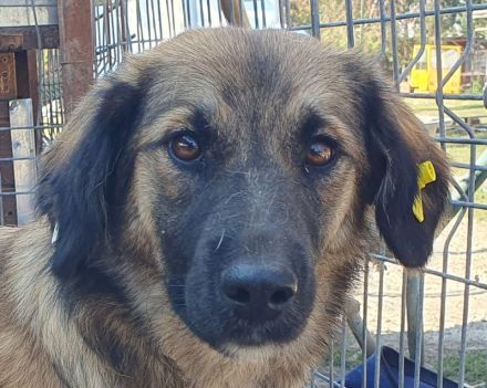 Kiki, junge, freundliche, feinfühlige Hündin sucht ruhiges, liebevolles Zuhause, 1,5 J, 50 cm