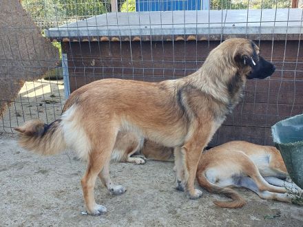 Kiki, junge, freundliche, feinfühlige Hündin sucht ruhiges, liebevolles Zuhause, 1,5 J, 50 cm