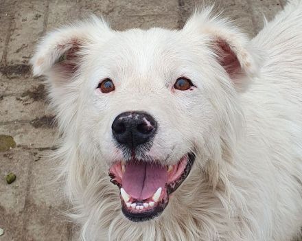 Sirius, fröhlicher, lebhafter Hundebub - ein richtiges Gute-Laune-Paket, 2 J, 41 cm