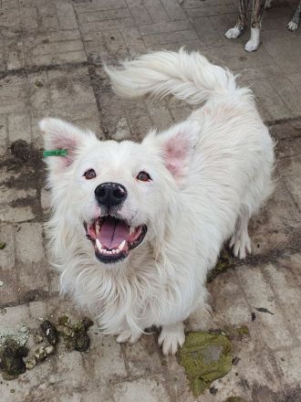 Sirius, fröhlicher, lebhafter Hundebub - ein richtiges Gute-Laune-Paket, 2 J, 41 cm