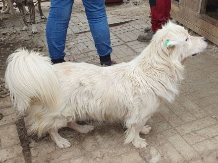 Sirius, fröhlicher, lebhafter Hundebub - ein richtiges Gute-Laune-Paket, 2 J, 41 cm