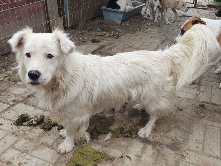 Sirius, fröhlicher, lebhafter Hundebub - ein richtiges Gute-Laune-Paket, 2 J, 41 cm