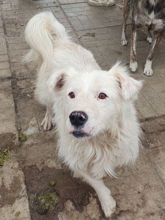 Sirius, fröhlicher, lebhafter Hundebub - ein richtiges Gute-Laune-Paket, 2 J, 41 cm