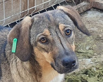 Stacy, zurückhaltende, liebe Hündin, die bis jetzt nur den Tierheimalltag kennt, 14 M, 45 cm