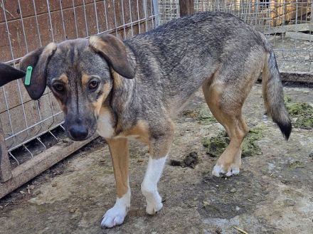 Stacy, zurückhaltende, liebe Hündin, die bis jetzt nur den Tierheimalltag kennt, 14 M, 45 cm
